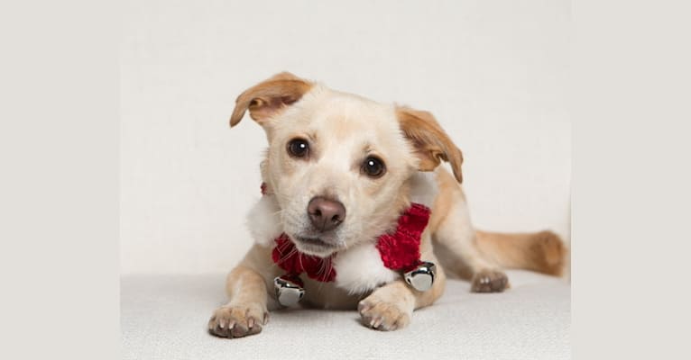 Photo of Buster AKA Busty, a Chihuahua, Russell-type Terrier, Poodle (Small), and Mixed mix in Merced, California, USA