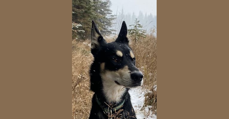 Ernest, an Alaskan-type Husky tested with EmbarkVet.com