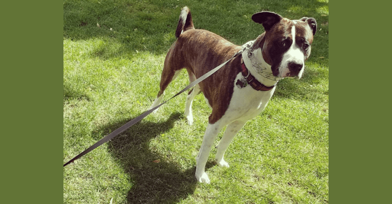 Augie, a Boxer and American Bulldog mix tested with EmbarkVet.com