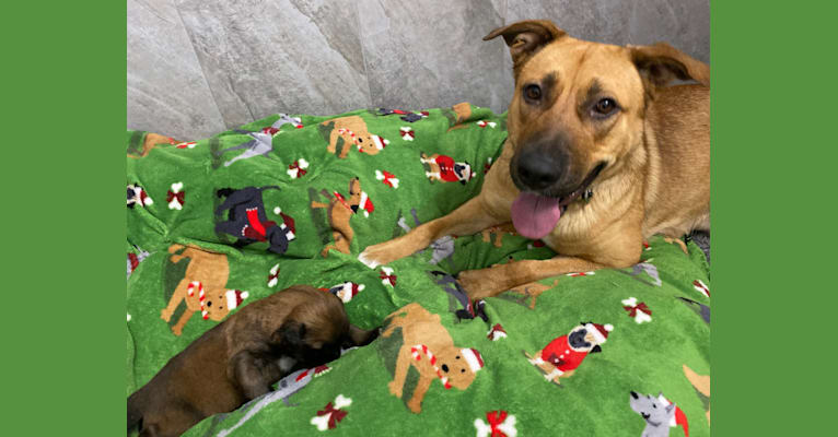 Photo of Diego, a Mastiff, German Shepherd Dog, and American Pit Bull Terrier mix in Las Vegas, NV, USA
