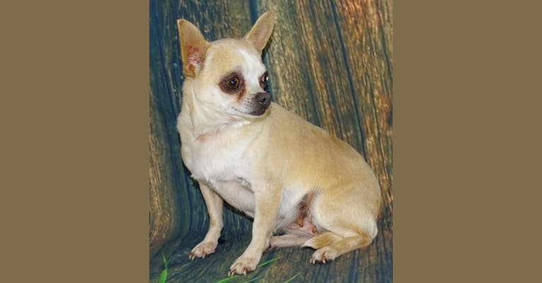 Apple, a Chihuahua tested with EmbarkVet.com