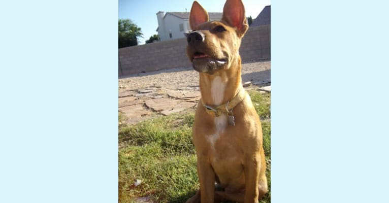 Photo of Puppy, an American Pit Bull Terrier and Australian Cattle Dog mix in North Las Vegas, Nevada, USA
