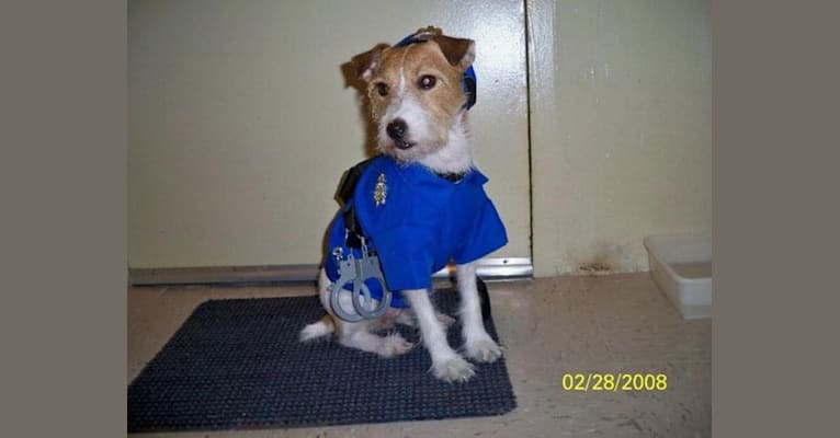 Photo of Jack Warfield Ruiz, a Russell-type Terrier  in New York, USA