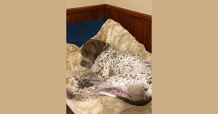 Photo of Arrow, a German Shorthaired Pointer, American Pit Bull Terrier, and Pointer mix in Cypress, Texas, USA