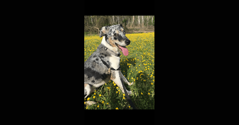 Photo of Charlie, a Labrador Retriever, German Shepherd Dog, Chow Chow, Doberman Pinscher, and Mixed mix in Raleigh, North Carolina, USA