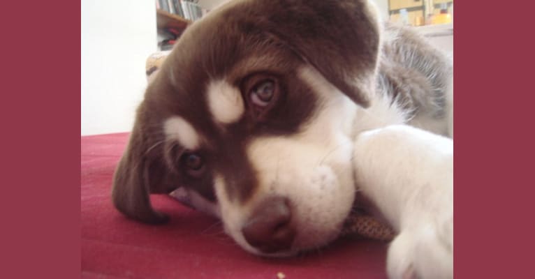 Billie, a Labrador Retriever and Siberian Husky mix tested with EmbarkVet.com
