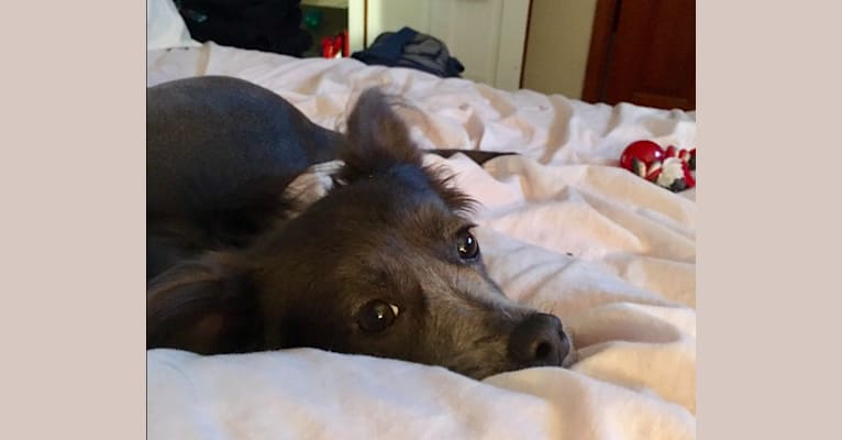 Squirrell, a Chihuahua and Rat Terrier mix tested with EmbarkVet.com