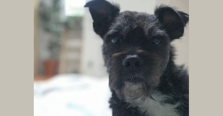 dante, a Boston Terrier and Miniature Schnauzer mix tested with EmbarkVet.com