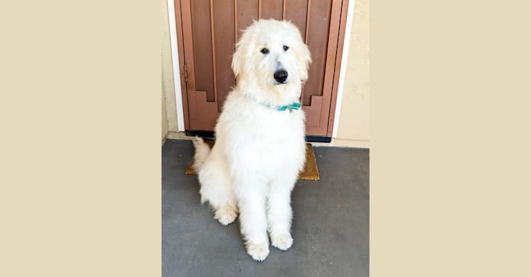 Luna, a Great Pyrenees and Poodle (Standard) mix tested with EmbarkVet.com
