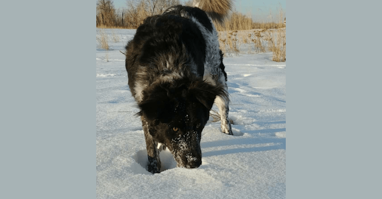 Photo of Hermes, an Australian Cattle Dog, Maremma Sheepdog, German Shepherd Dog, and Mixed mix in Gleichen, Alberta, Canada