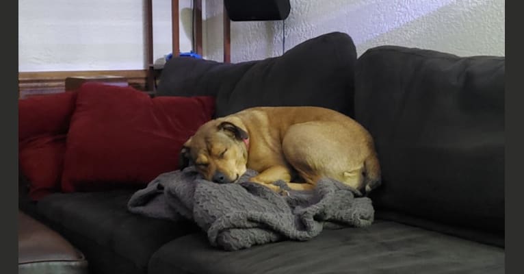 Sally, a Redbone Coonhound and Labrador Retriever mix tested with EmbarkVet.com