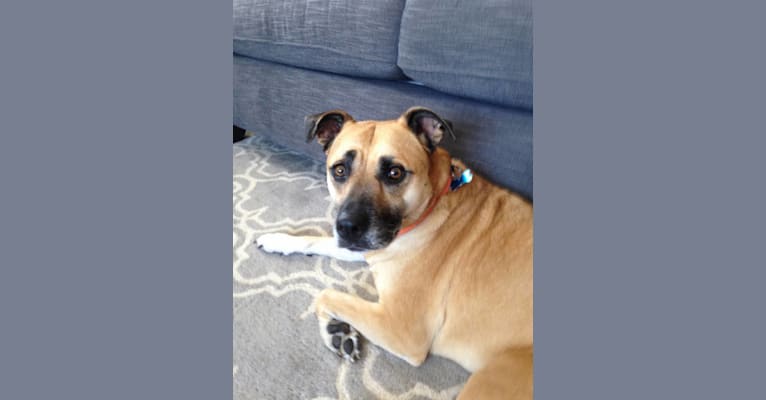 Josie, a Staffordshire Terrier and Labrador Retriever mix tested with EmbarkVet.com