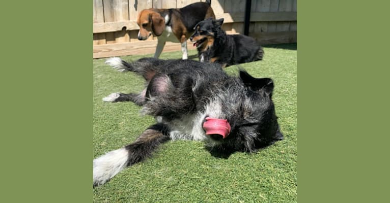 Marcy, a Chihuahua and Cocker Spaniel mix tested with EmbarkVet.com