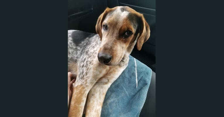 Embark Dog DNA Test Breed