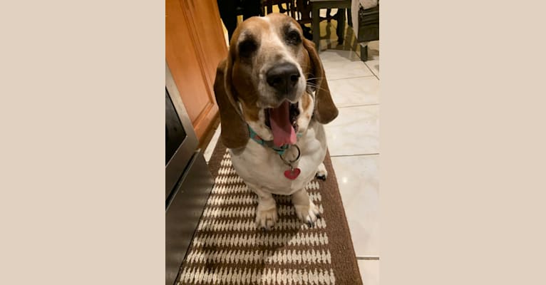 Leia, a Basset Hound tested with EmbarkVet.com