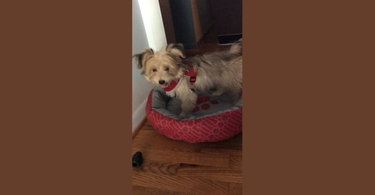 Louis Jay, a Pomeranian and Yorkshire Terrier mix tested with EmbarkVet.com