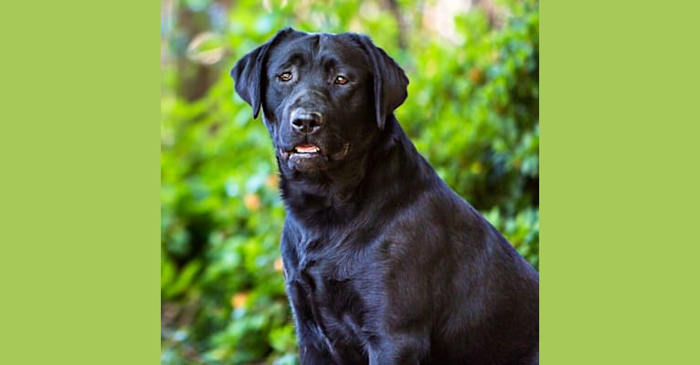 Jewels, a Labrador Retriever tested with EmbarkVet.com