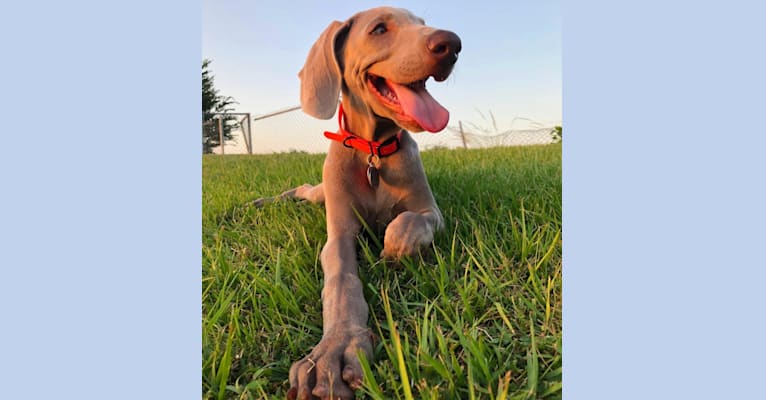 Arya the Weim, a Weimaraner tested with EmbarkVet.com