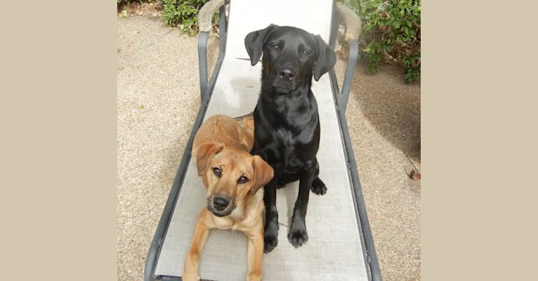 Photo of Daisy, a Labrador Retriever, Rottweiler, and Mixed mix in Texas, USA