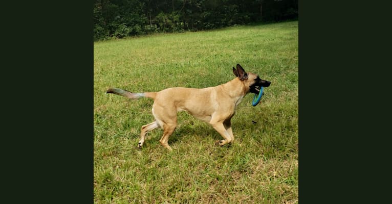 Greta, a German Shepherd Dog and American Pit Bull Terrier mix tested with EmbarkVet.com