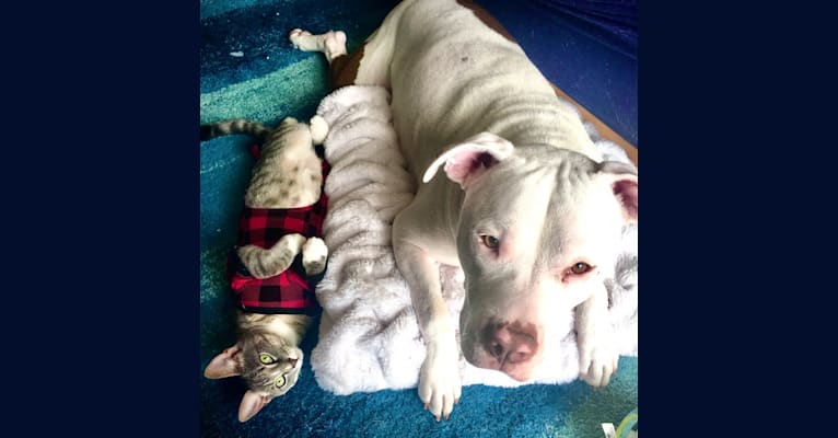 Photo of Lincoln, an American Bulldog, American Pit Bull Terrier, and American Staffordshire Terrier mix