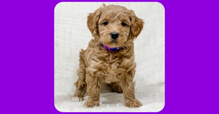 Photo of Minnie, a Goldendoodle  in Twin Falls, ID, USA