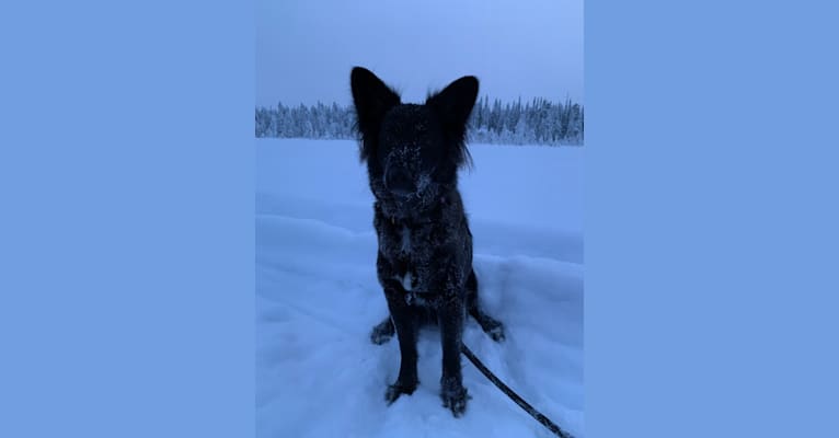 Luna, an Eastern European Village Dog tested with EmbarkVet.com