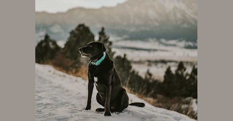 Hank, a Labrador Retriever and Border Collie mix tested with EmbarkVet.com