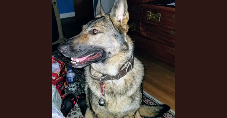 ZIVA, a German Shepherd Dog tested with EmbarkVet.com