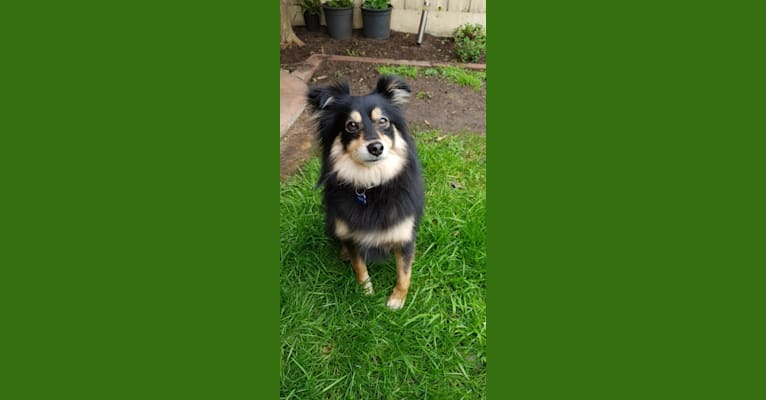 Pablo, a Pomeranian and Russell-type Terrier mix tested with EmbarkVet.com
