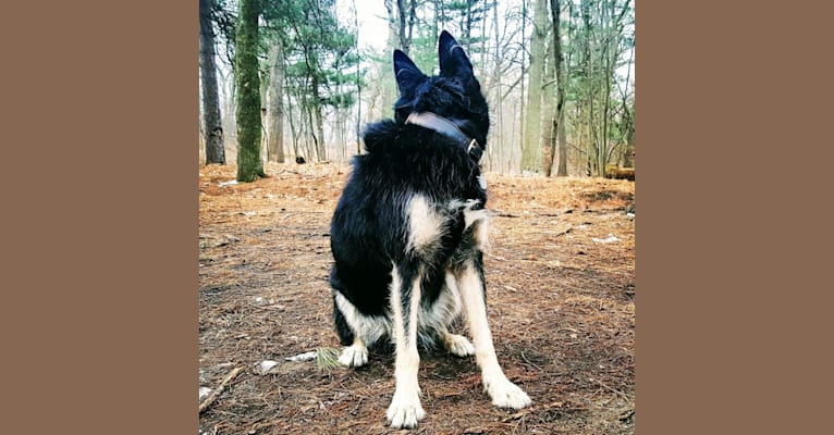Shakedown, a Siberian Husky and German Shepherd Dog mix tested with EmbarkVet.com
