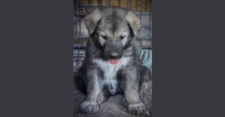 Monster, an Alaskan Malamute and German Shepherd Dog mix tested with EmbarkVet.com