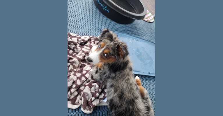 Photo of Remi, an Australian Shepherd, Border Collie, and Mixed mix in Wooster, OH, USA