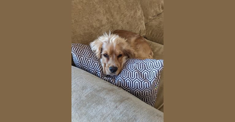 Linus, a Cocker Spaniel and English Cocker Spaniel mix tested with EmbarkVet.com
