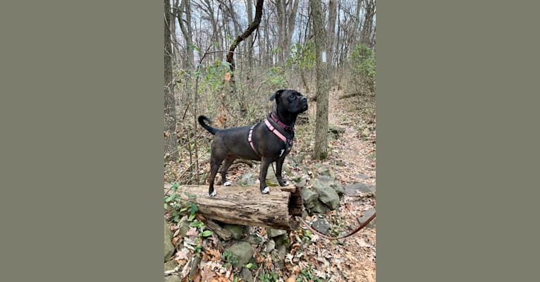 Photo of Poppy, an American Pit Bull Terrier, Pug, American Bulldog, American Foxhound, and Labrador Retriever mix in West Virginia, USA