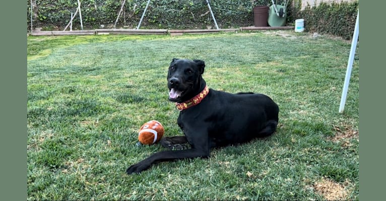 Kobe, a Dogo Argentino and Doberman Pinscher mix tested with EmbarkVet.com