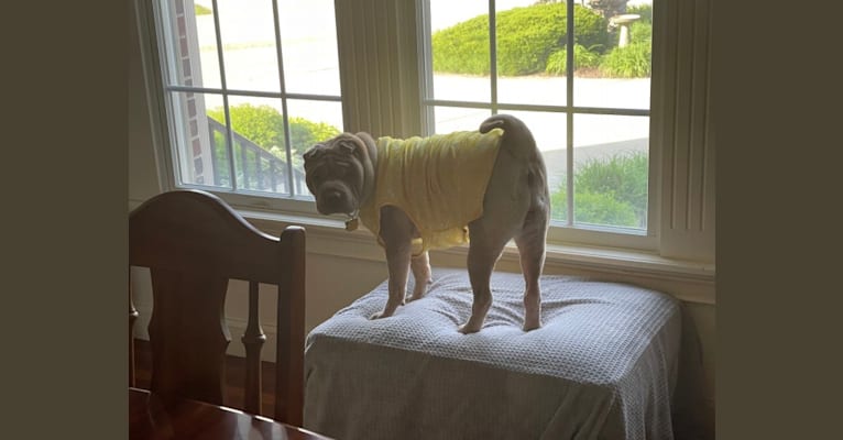 Buttercup, a Chinese Shar-Pei tested with EmbarkVet.com