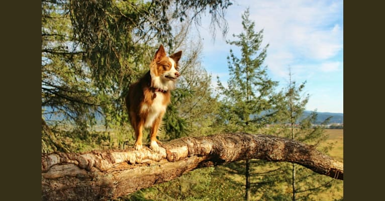 Photo of Koda, an Australian Shepherd Group  in Oregon, USA