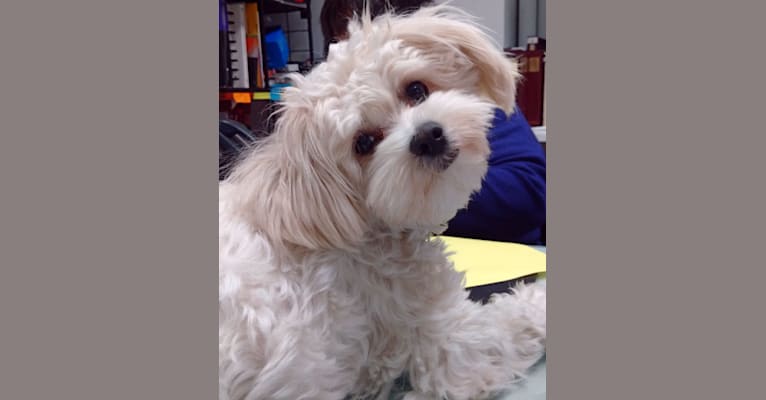 Photo of Maggie, a Maltese, Poodle (Small), Shih Tzu, and Pomeranian mix in Toronto, Ontario, Canada