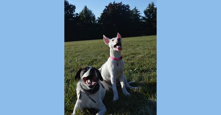 Shakira, an American Village Dog tested with EmbarkVet.com