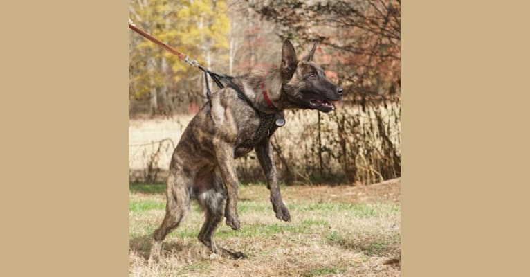 Photo of Jinx Van Patriot, a Dutch Shepherd and German Shepherd Dog mix