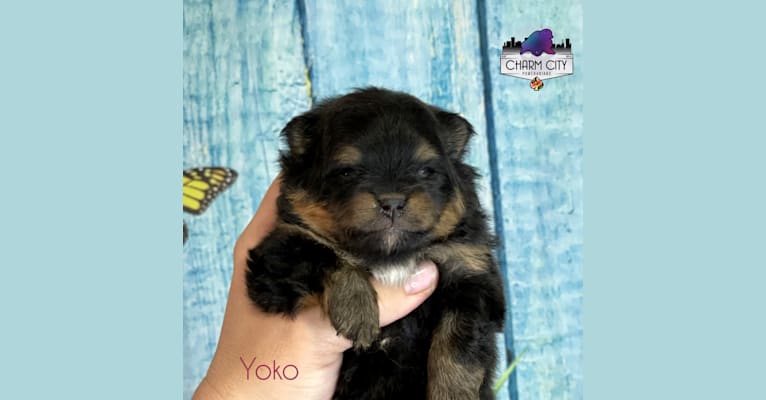 Yoko, a Pomeranian tested with EmbarkVet.com