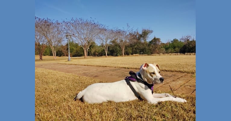 Photo of Mia, an American Pit Bull Terrier, American Staffordshire Terrier, and Boxer mix in Woodstock, Alabama, USA