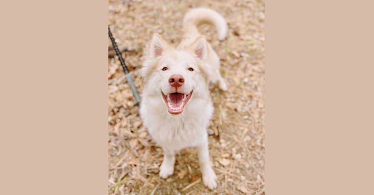 Photo of Odie, a Siberian Husky, Australian Cattle Dog, and Great Pyrenees mix in West Virginia, USA