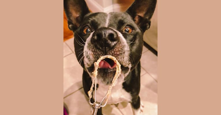 Karoo, a Staffordshire Terrier and Akita mix tested with EmbarkVet.com
