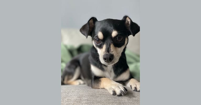 Tova, a Chihuahua and Dachshund mix tested with EmbarkVet.com