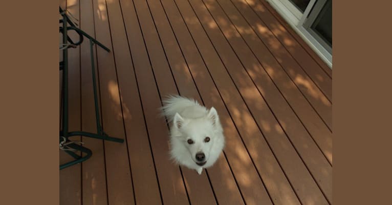 Bo, an American Eskimo Dog tested with EmbarkVet.com