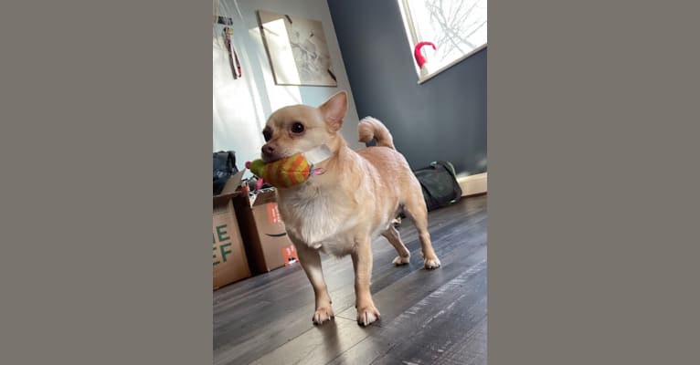 Luke, a Chihuahua and Pomeranian mix tested with EmbarkVet.com