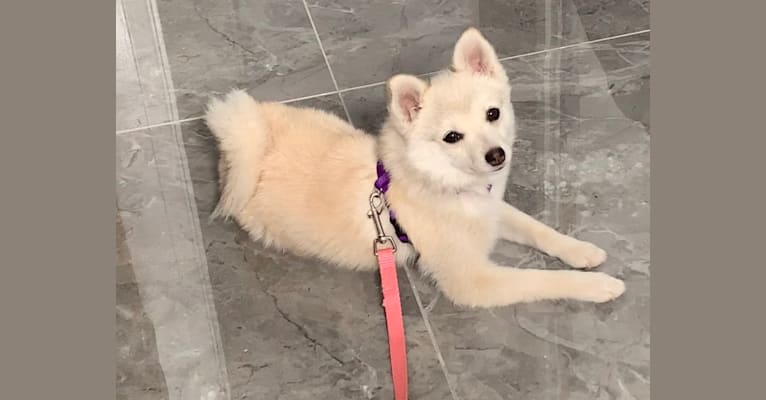 Embark Dog DNA Test Breed
