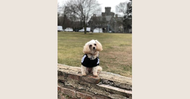 Angel, a Poodle (Small) tested with EmbarkVet.com